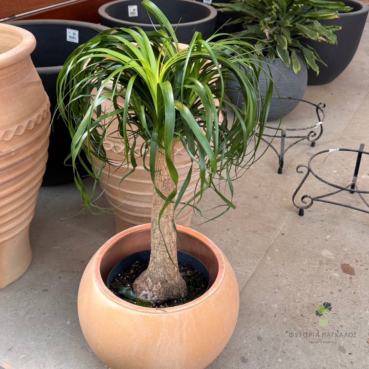 Μπουκαρνέα (Beaucarnea recurvata) - Pot 24 cm/ High :85 cm